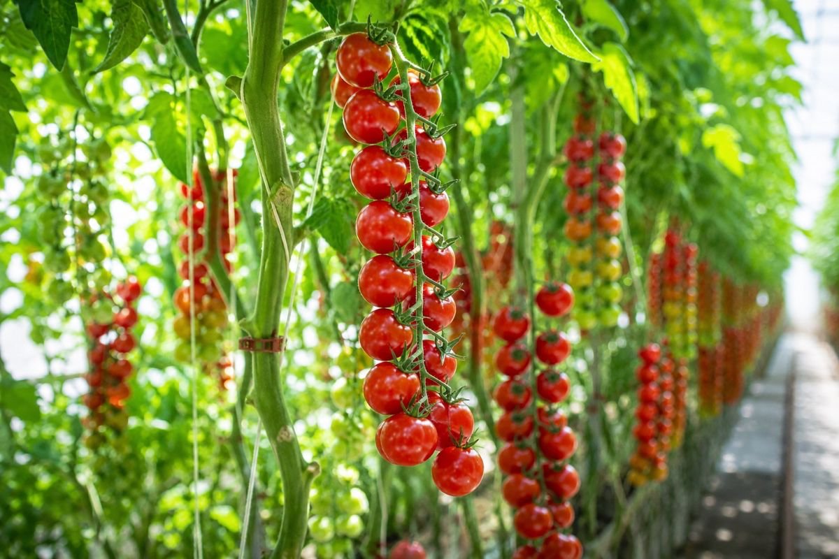¿Qué necesita el tomate de invernadero en cada fase del cultivo? ¿Qué necesita el tomate de invernadero en cada fase del cultivo?