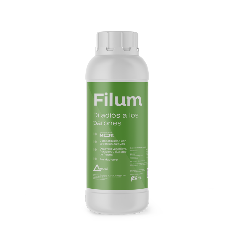 Filum Filum