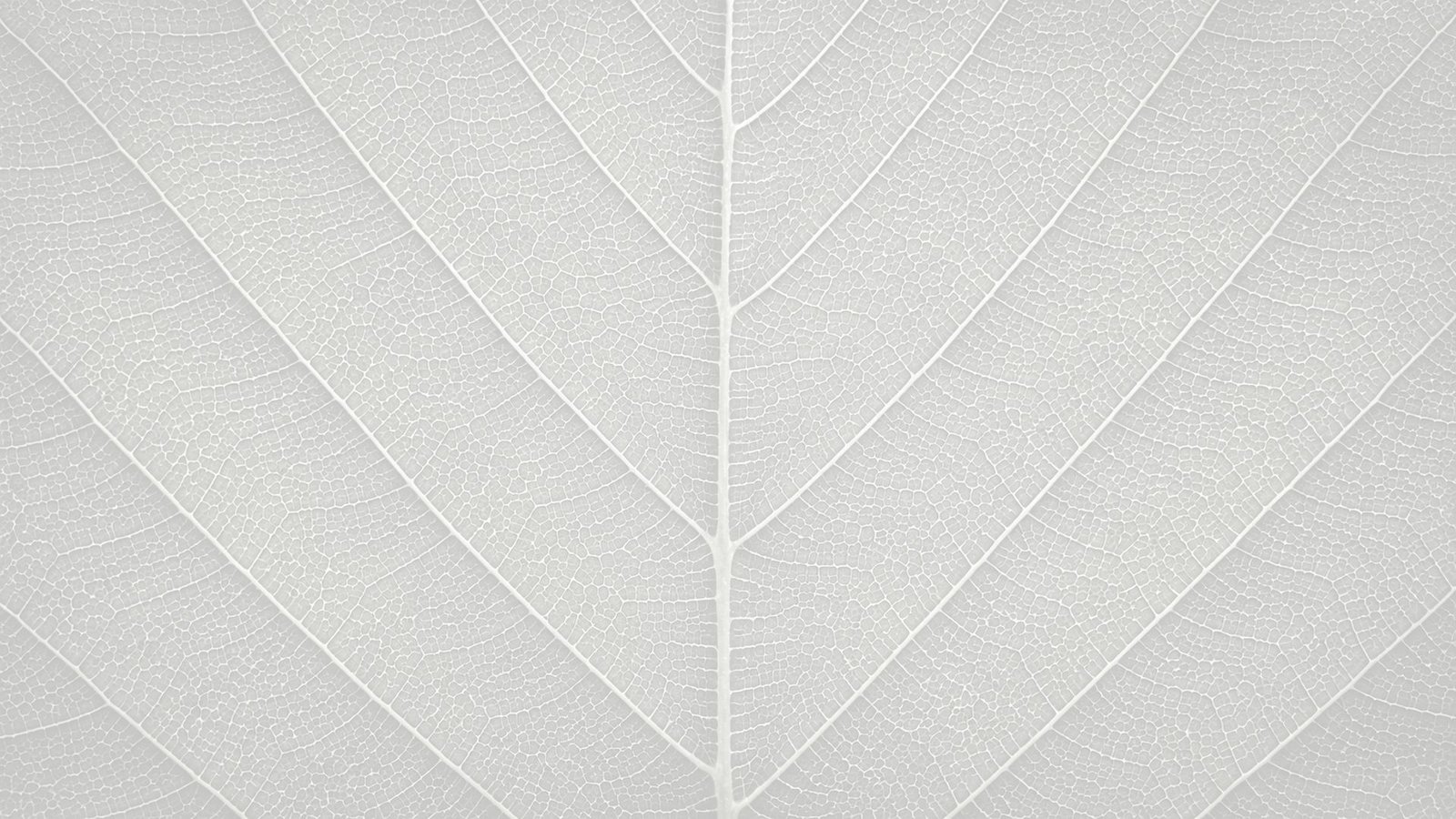 leaf-hero